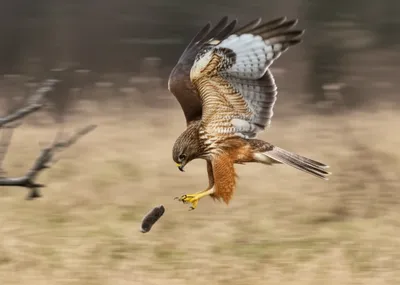 Illustration swooping - Image 1