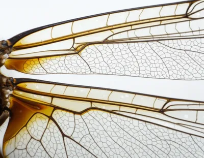 Illustration neurons - Image 1