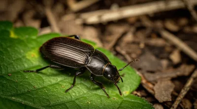 Illustration staphylinid