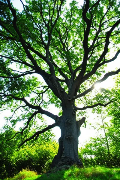 Illustration robuster