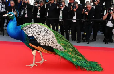 Illustration pranked - Image 1