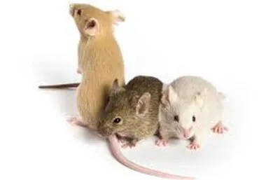 Illustration mice - Image 2