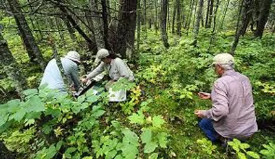 Illustration naturalist - Image 2