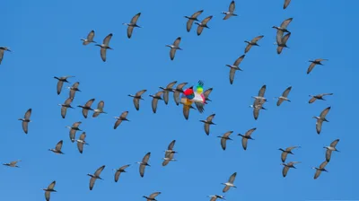 Illustration anomalies