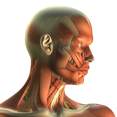 Illustration neck - Image 1