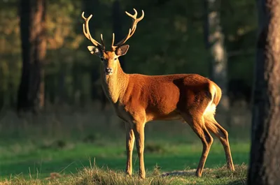 Illustration stag - Image 1