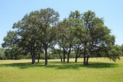 Illustration mottes - Image 1