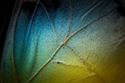 Illustration cell - Image 1