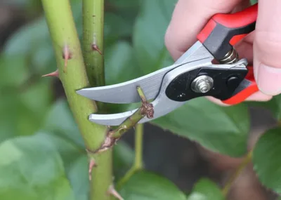 Illustration nipped - Image 1