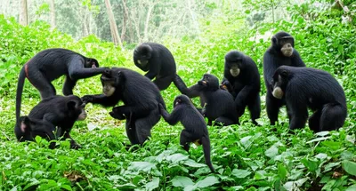 Illustration tribes - Image 1