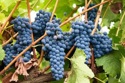 Illustration shagged - Image 1