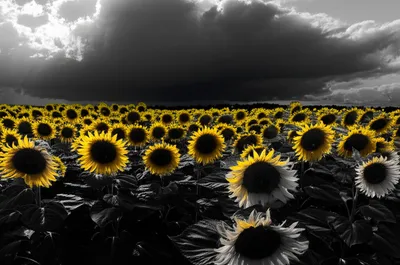 Illustration darkened