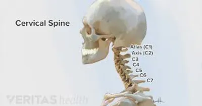 Illustration cervical - Image 2