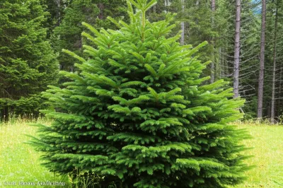 Illustration balsams - Image 1