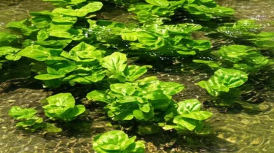 Hình ảnh minh họa watercress