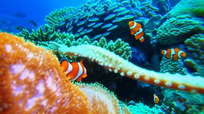 Illustration tentacles