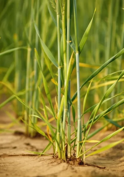 Illustration stooling - Image 1