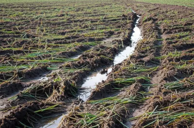 Illustration trample - Image 1