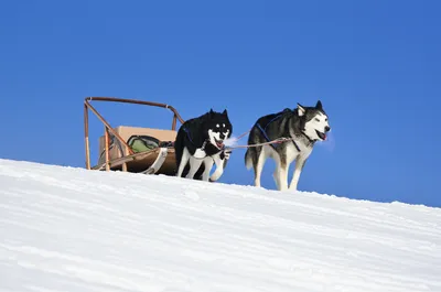 Illustration huskie - Image 1