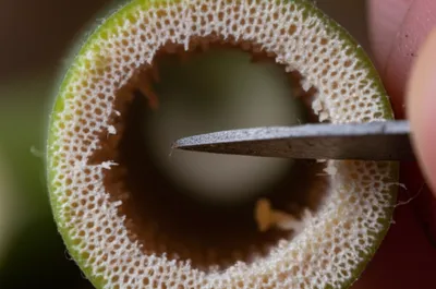 Illustration pith - Image 1