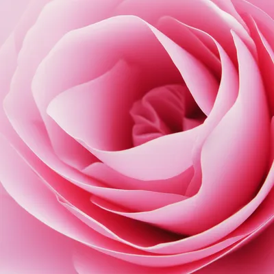 Illustration pinks - Image 1