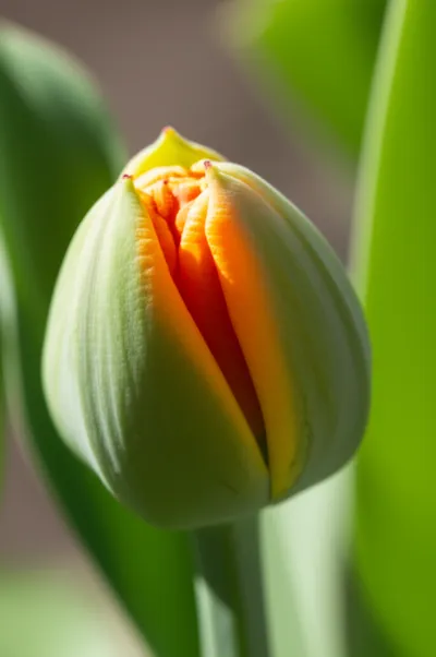 Illustration buds - Image 2