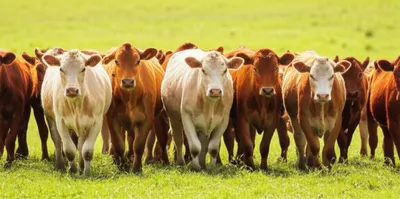 Hình ảnh minh họa followers - Ảnh 1