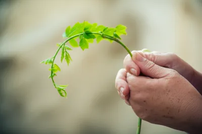 Illustration plied - Image 1