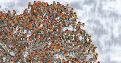 Illustration clumps - Image 1