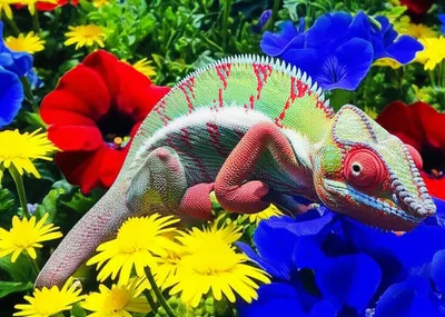 Illustration coloration - Image 1