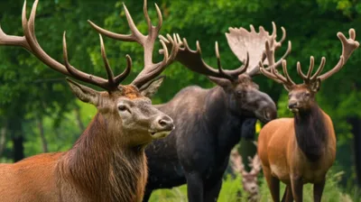 Illustration elk - Image 1