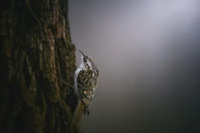 Hình ảnh minh họa treecreeper - Ảnh 2