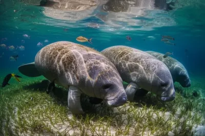 Illustration manatees