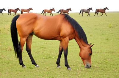 Illustration gelded - Image 1