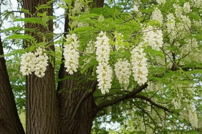 Illustration acacias - Image 1