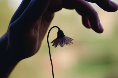 Illustration suppressant