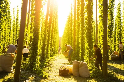 Illustration hopped - Image 1