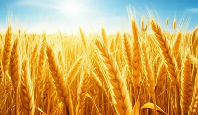 Illustration rich - Image 1