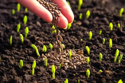 Illustration planted - Image 1