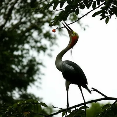 Illustration crane - Image 1