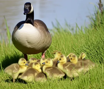 Illustration goslings - Image 1