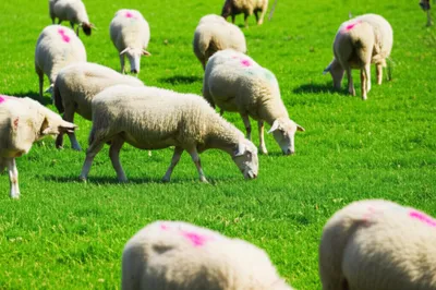 Illustration raking - Image 1