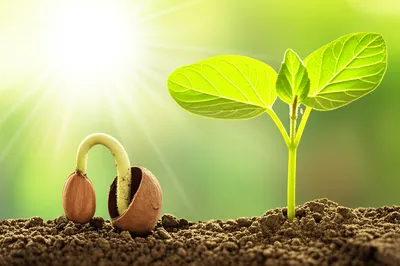 Illustration aborted - Image 1