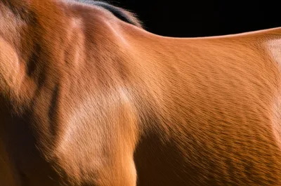 Illustration fillets - Image 1