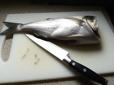 Illustration filleted