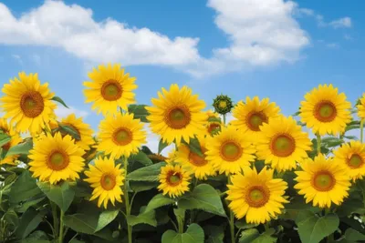 Illustration goldeneye - Image 1