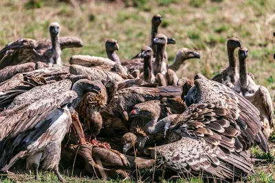 Illustration carrion - Image 2