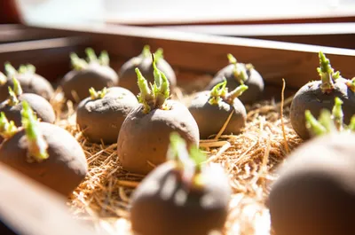 Illustration chitting - Image 1