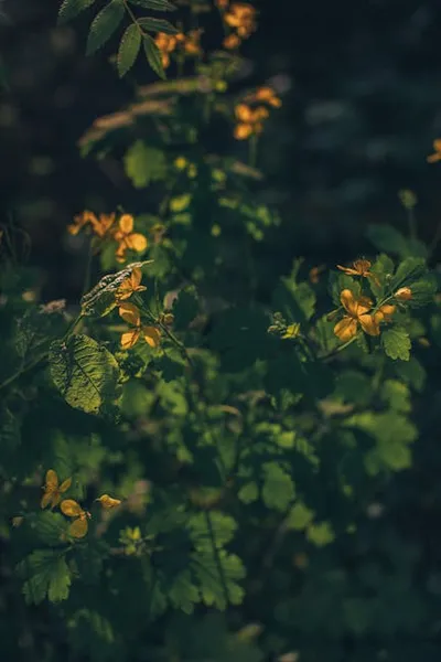 Illustration celandine - Image 2