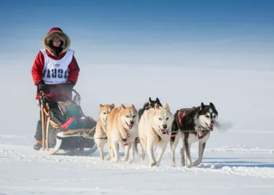 Illustration mush - Image 1